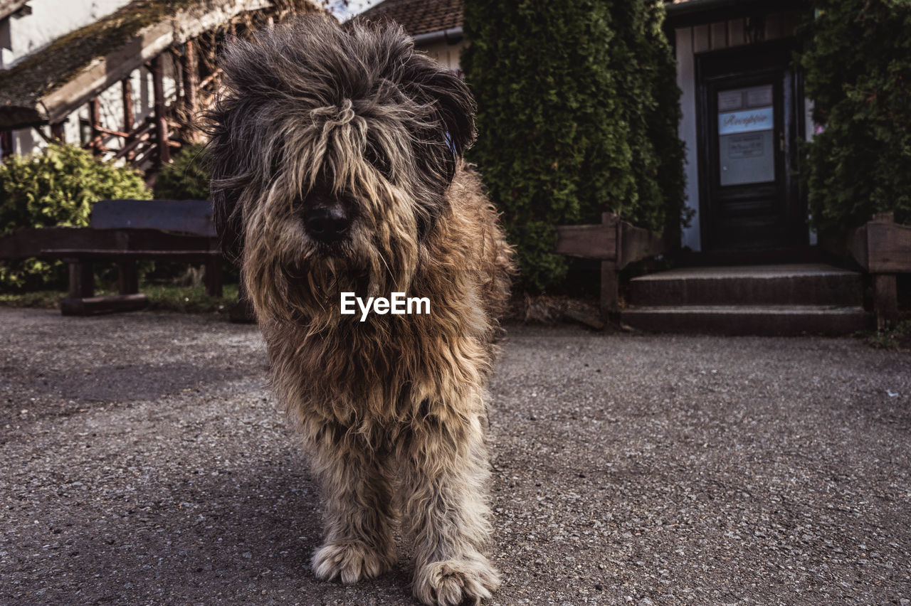 Portrait of dog standing in front of building