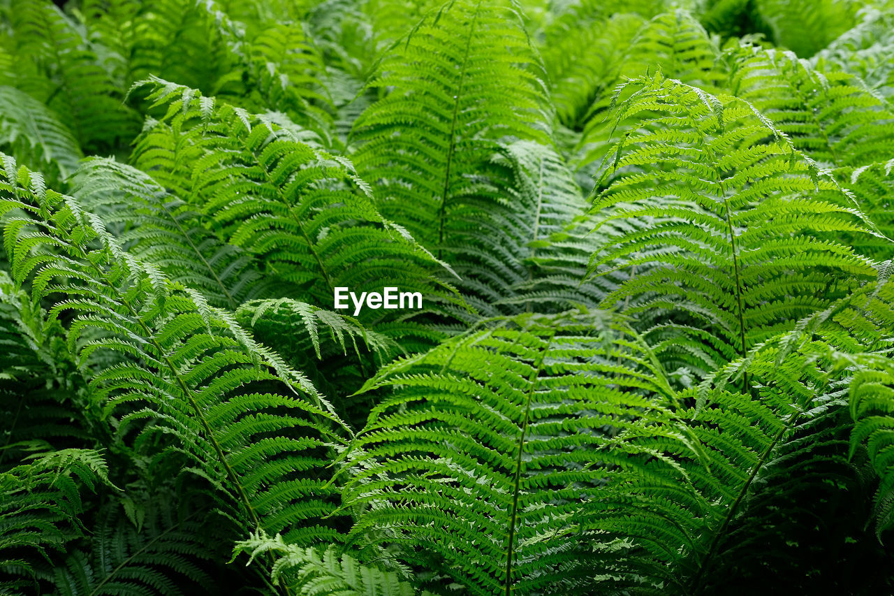 Lush green fern leaves background