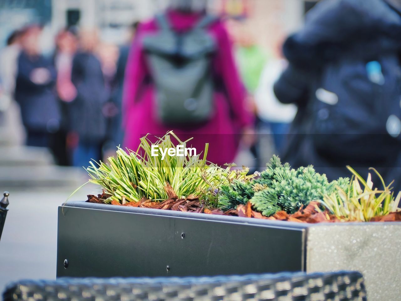 plant, flower, food, food and drink, floristry, nature, potted plant, vegetable, day, business finance and industry, freshness, business, market, selective focus, outdoors, retail, growth, adult, city, focus on foreground, person, market stall