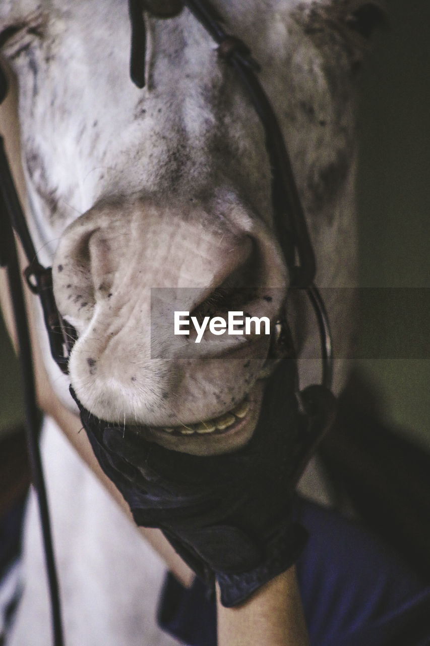 Cropped hand holding white horse mouth in stable