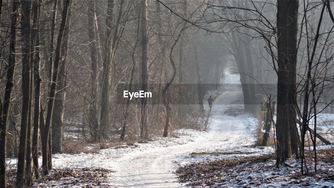 Scenic view of forest during winter