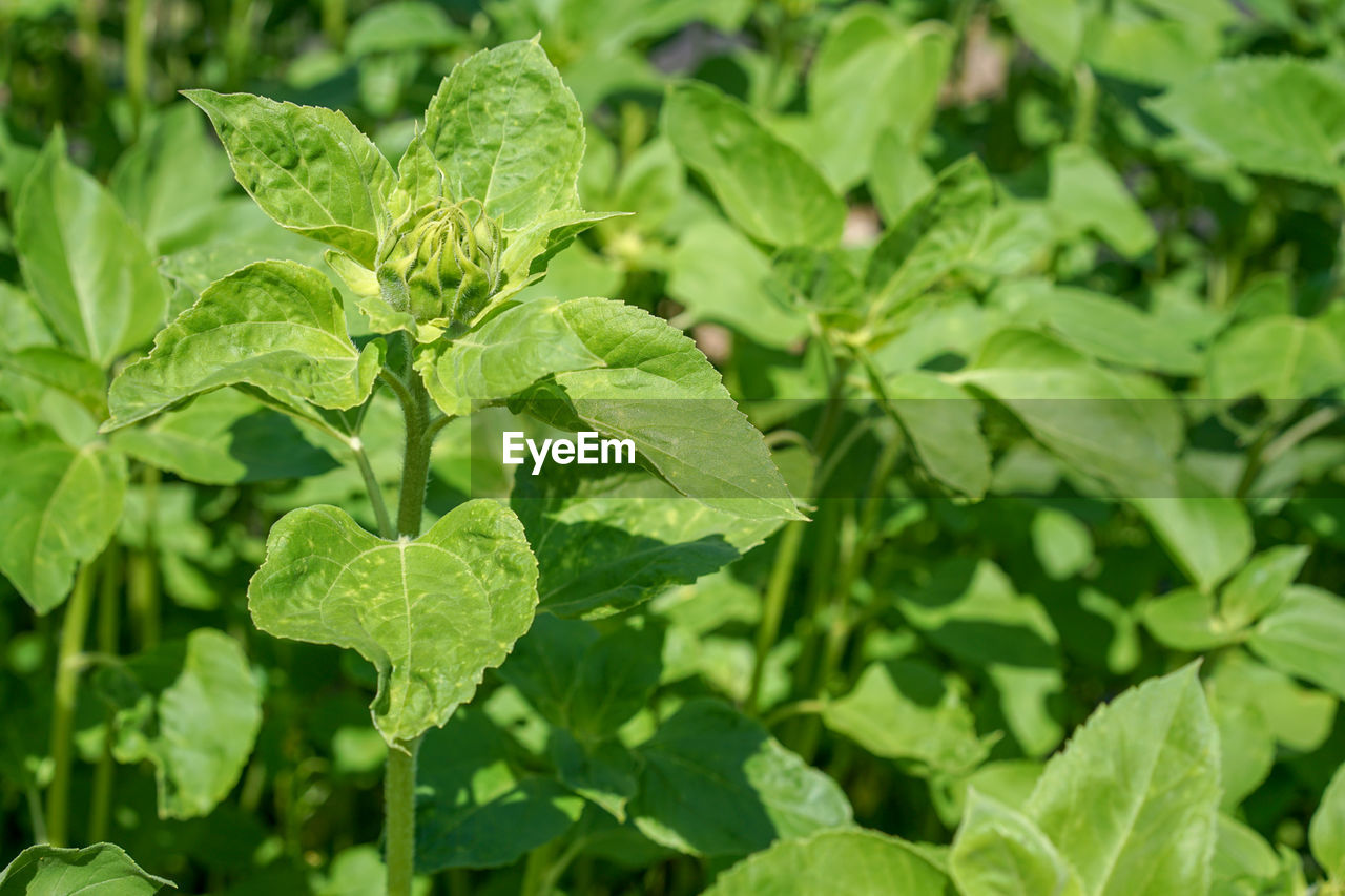 CLOSE-UP OF FRESH GREEN LEAVES ON PLANT IN FIELD