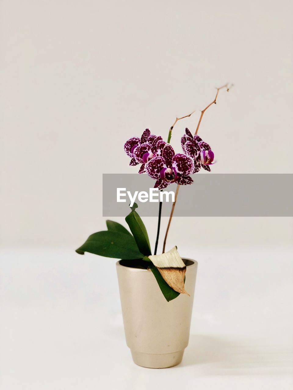 plant, flower, flowering plant, nature, freshness, studio shot, indoors, beauty in nature, ikebana, fragility, no people, flowerpot, vase, floristry, growth, plant part, art, white background, orchid, leaf, pink, copy space, still life, plant stem, flower head, close-up, houseplant, flower arrangement, floral design, inflorescence, botany, blossom, purple, simplicity