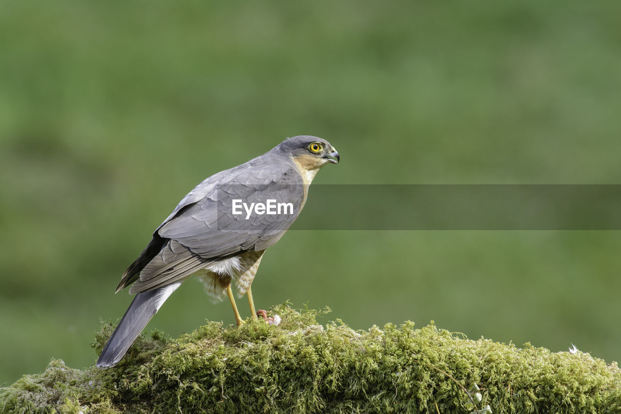 Sparrow hawk, accipiter nisus, perched on a lichen covered log, side on view