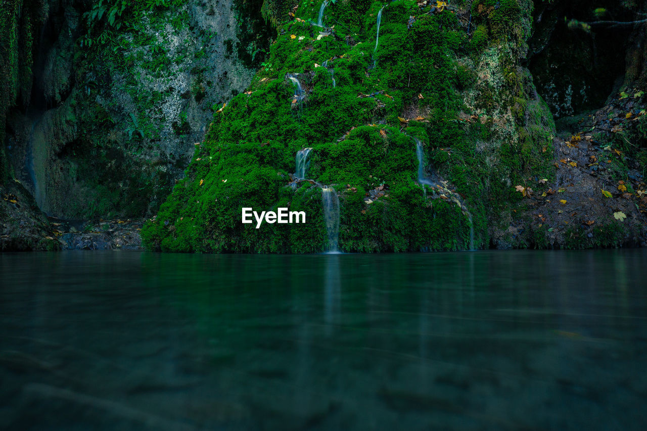 Scenic view of lake in forest