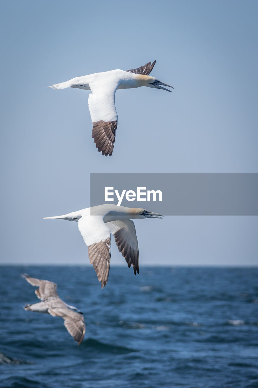 BIRD FLYING OVER SEA AGAINST SKY