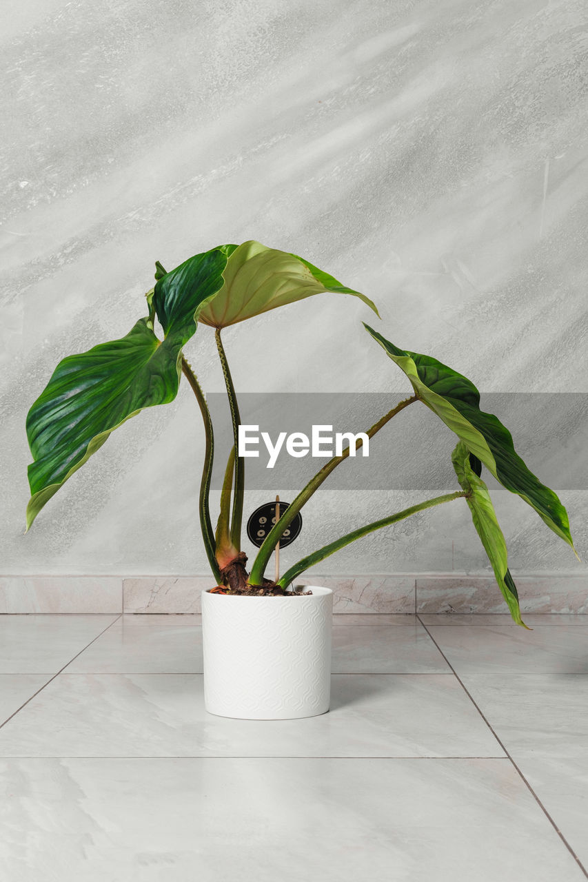 plant part, leaf, plant, green, nature, indoors, ikebana, flower, growth, no people, houseplant, flowerpot, freshness, floristry, food, branch, food and drink, potted plant, still life, plant stem, studio shot, wellbeing, flooring