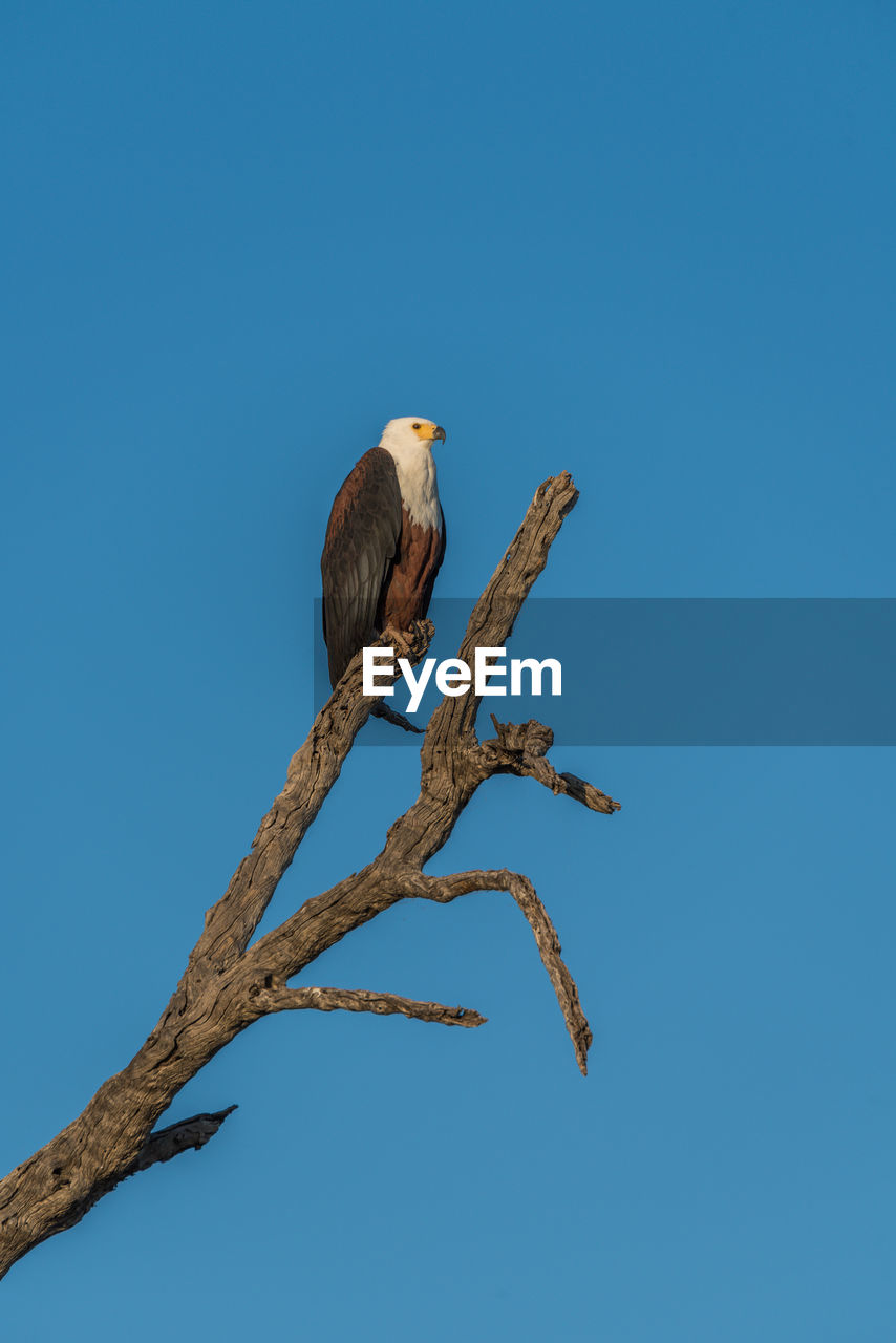 African fish eagle perching on branch against clear sky