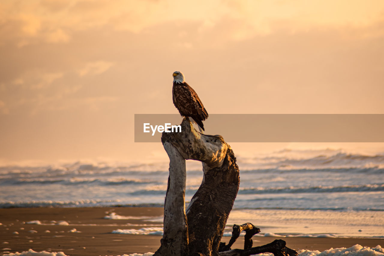 Eagle perching on wooden post at beach against sky