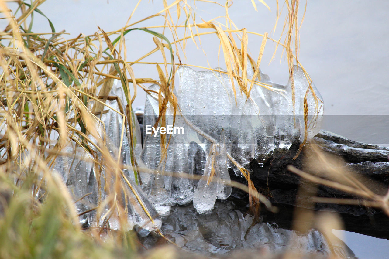 Close-up of icicles on plants at lakeshore