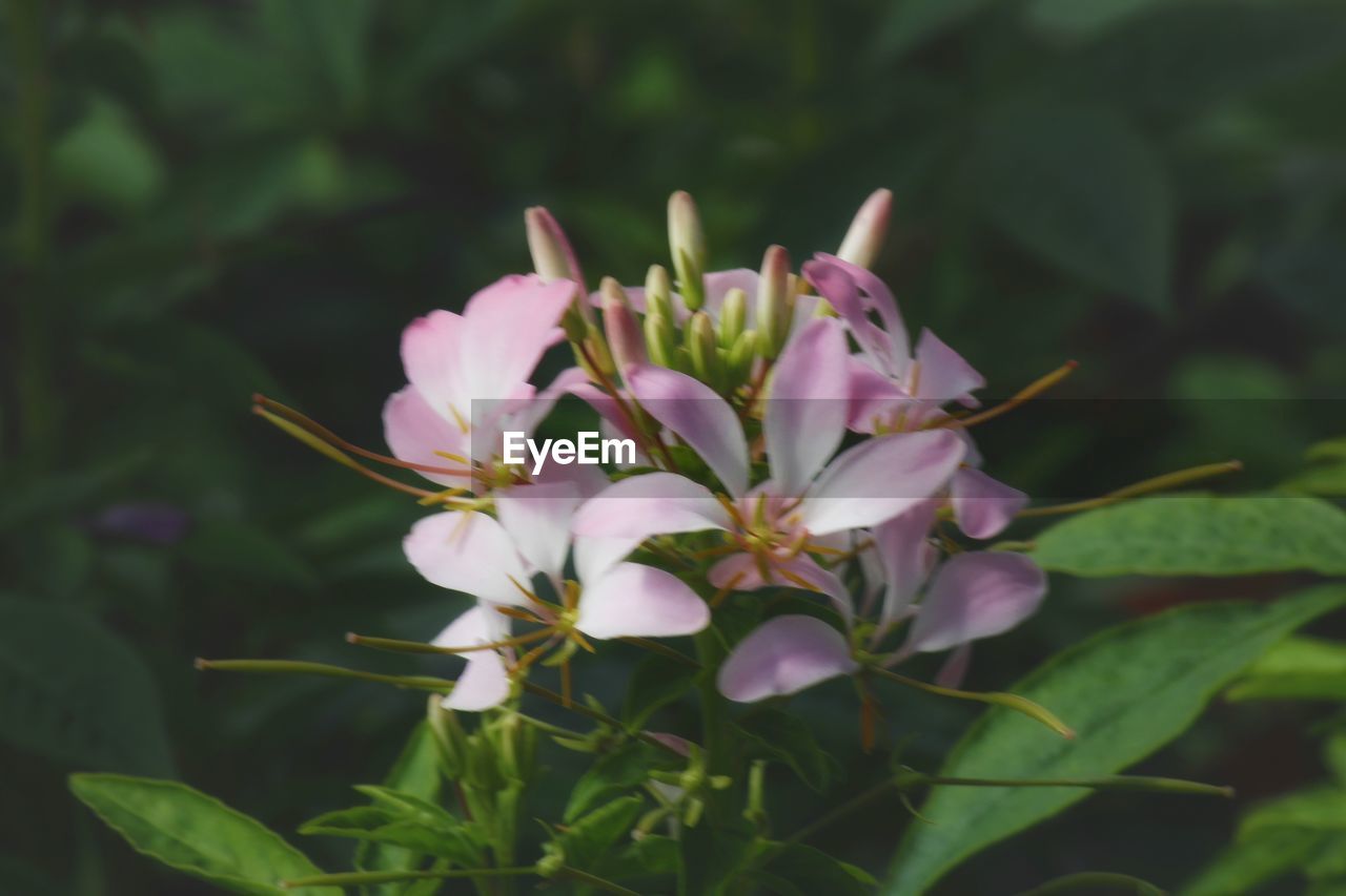 CLOSE-UP OF PINK FLOWERS