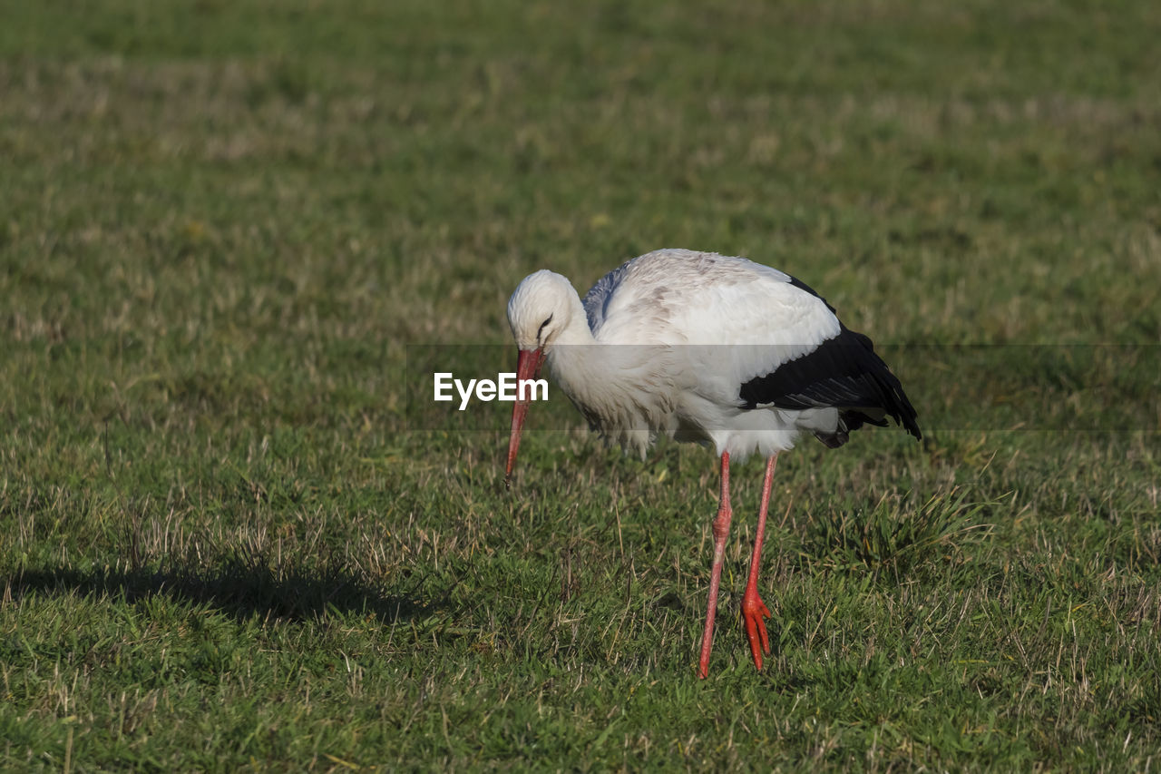 WHITE DUCK ON FIELD