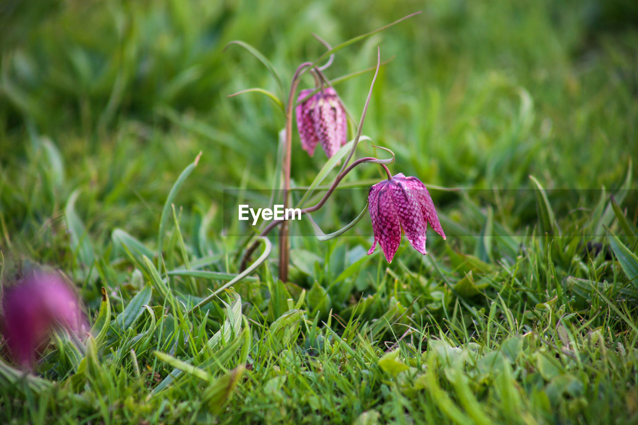 CLOSE-UP OF PURPLE FLOWERING PLANT