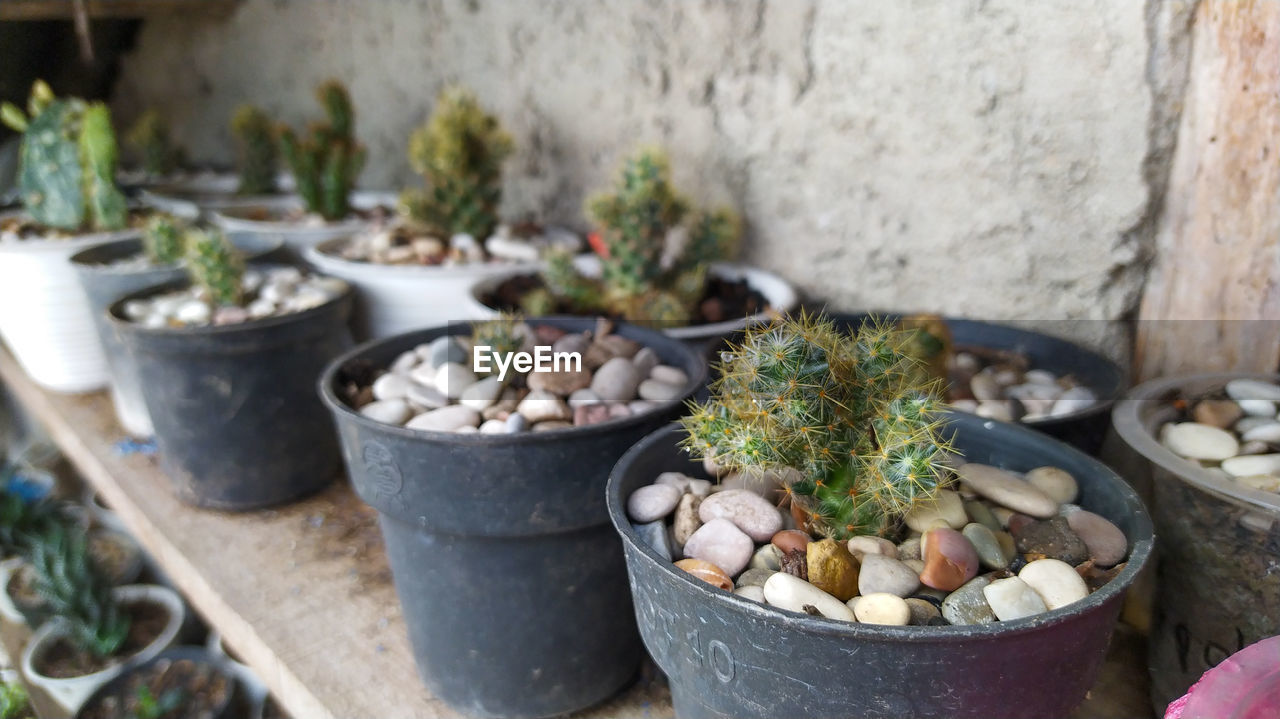 HIGH ANGLE VIEW OF POTTED PLANT IN YARD