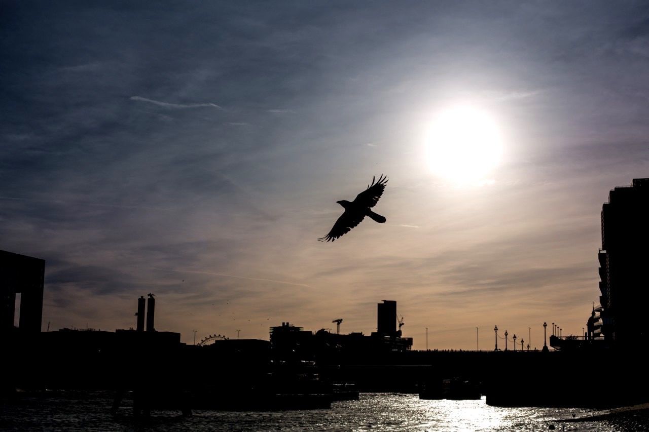 Low angle view of silhouette bird flying over sea against sky