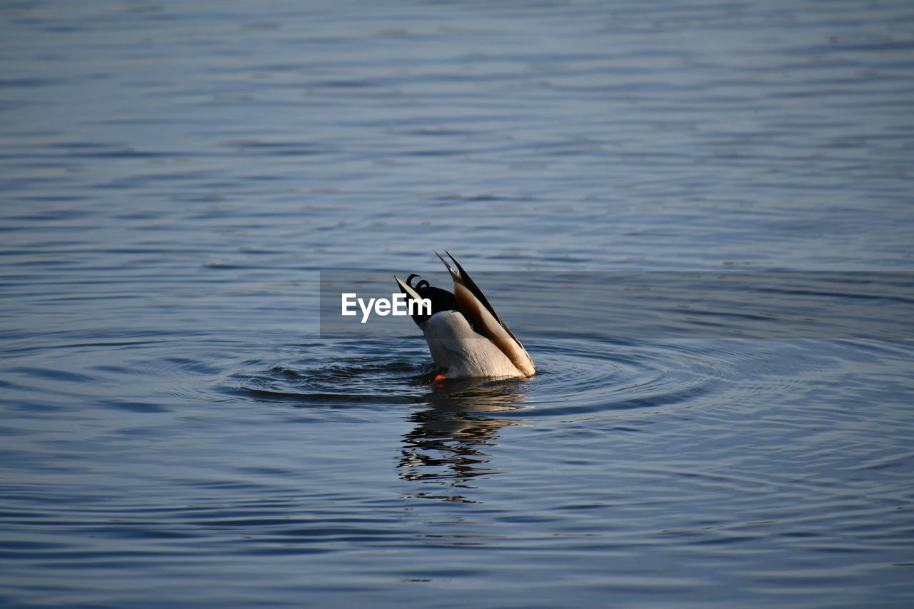 BIRD SWIMMING ON LAKE