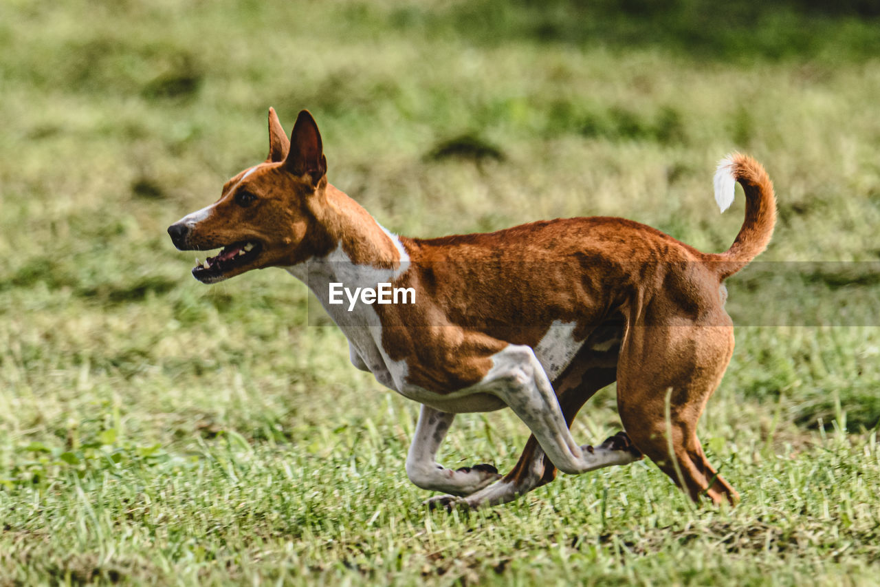 portrait of dogs running on field