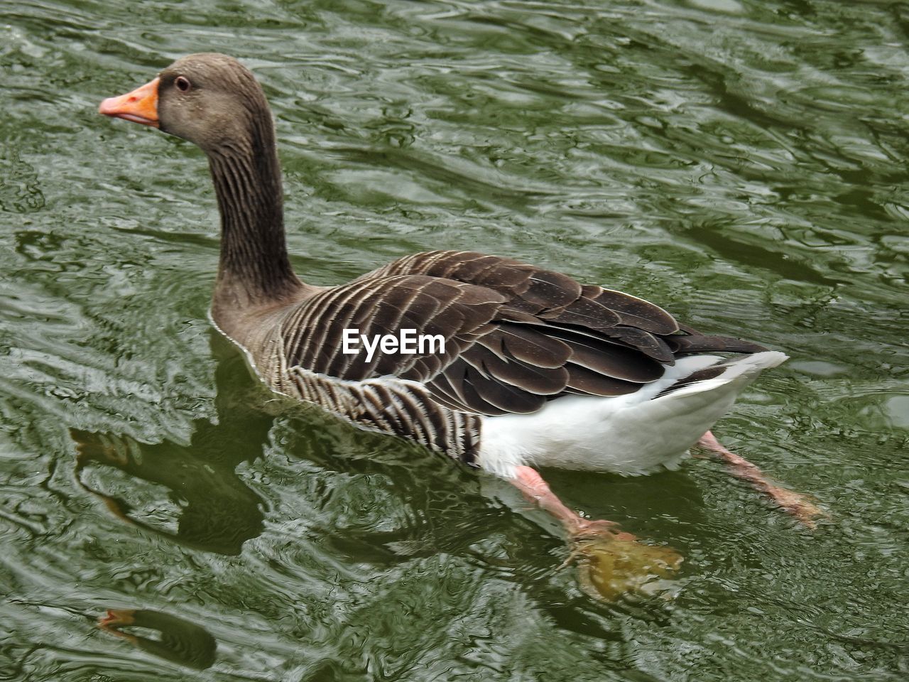 HIGH ANGLE VIEW OF BIRD SWIMMING IN LAKE