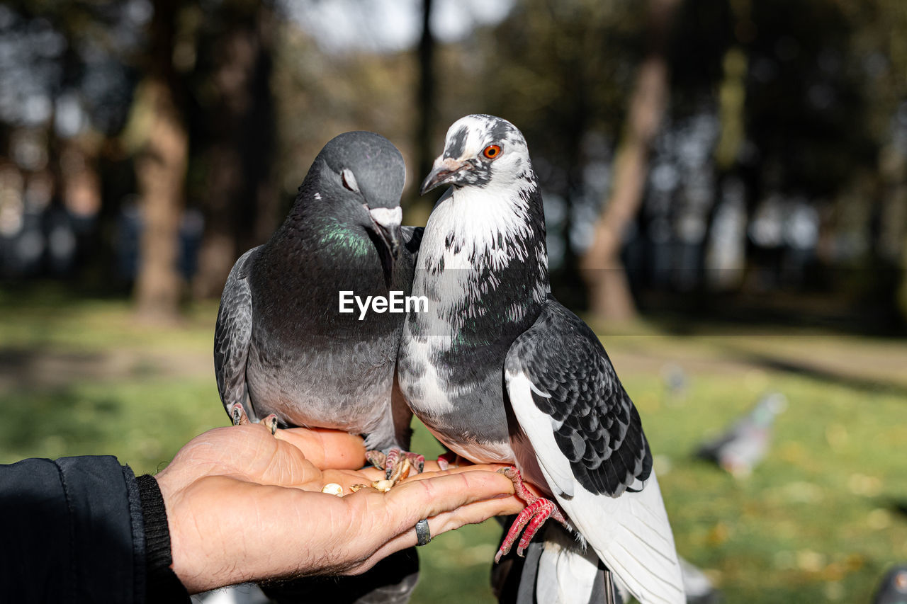 bird, animal, animal themes, animal wildlife, wildlife, hand, togetherness, group of animals, love, focus on foreground, adult, nature, day, two animals, beak, outdoors, positive emotion, men, two people, emotion, lifestyles, women