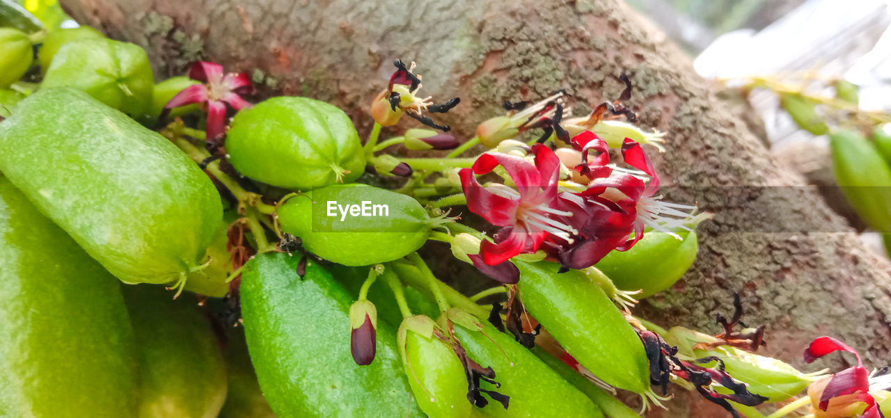 CLOSE-UP OF RED ROSE ON PLANT