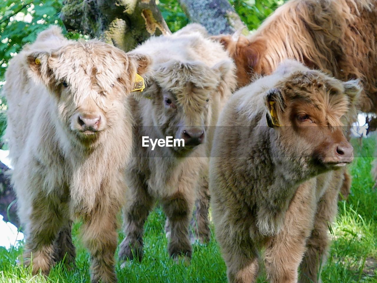 Highland cows in a field