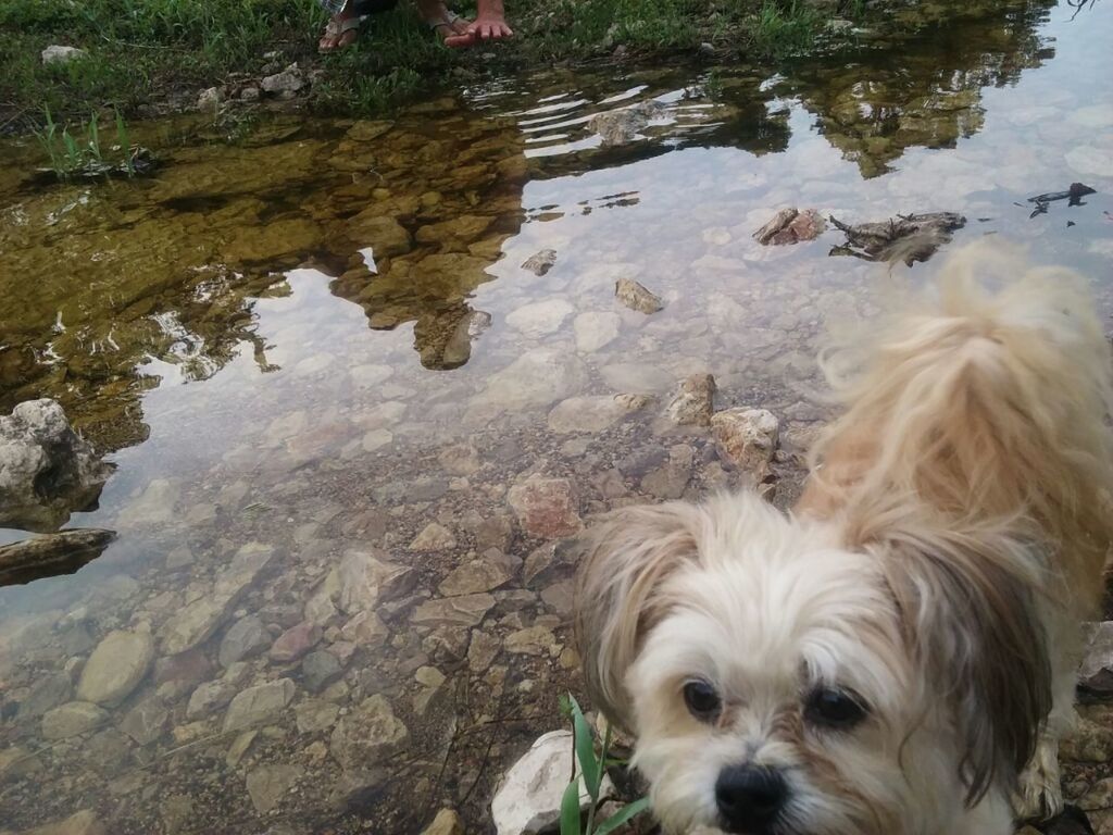 DOG STANDING IN WATER