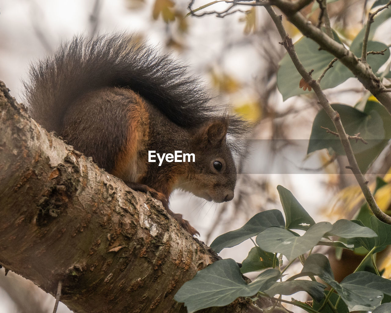 CLOSE-UP OF SQUIRREL ON TREE BRANCH