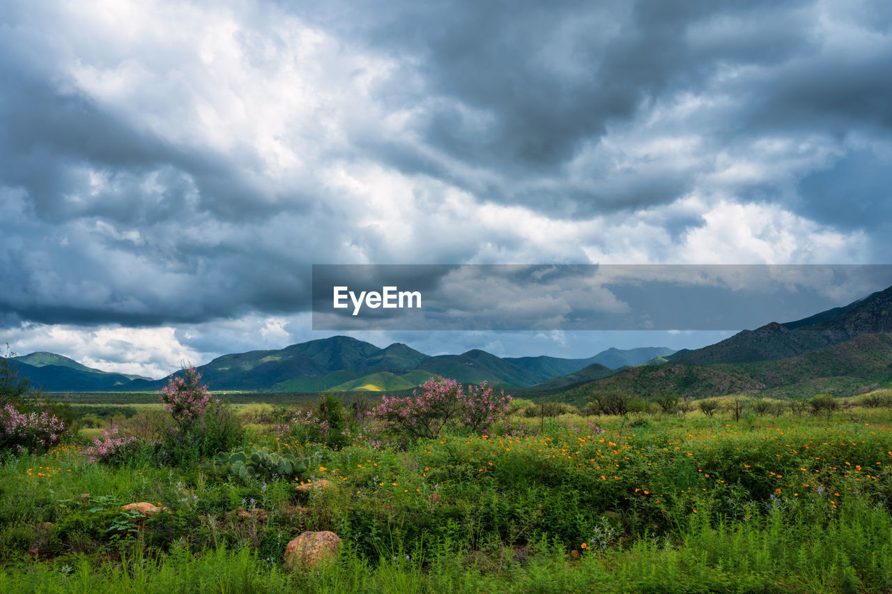 Green pasture with flowers and mountains in distance, dark clouds.