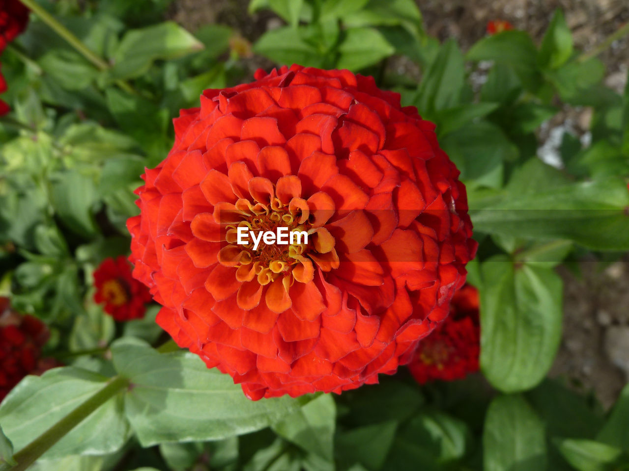 CLOSE-UP OF RED ROSE