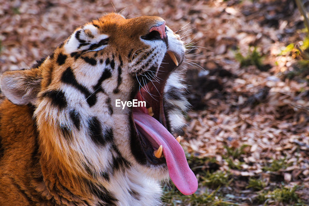 Close up from the open mouth of a tiger