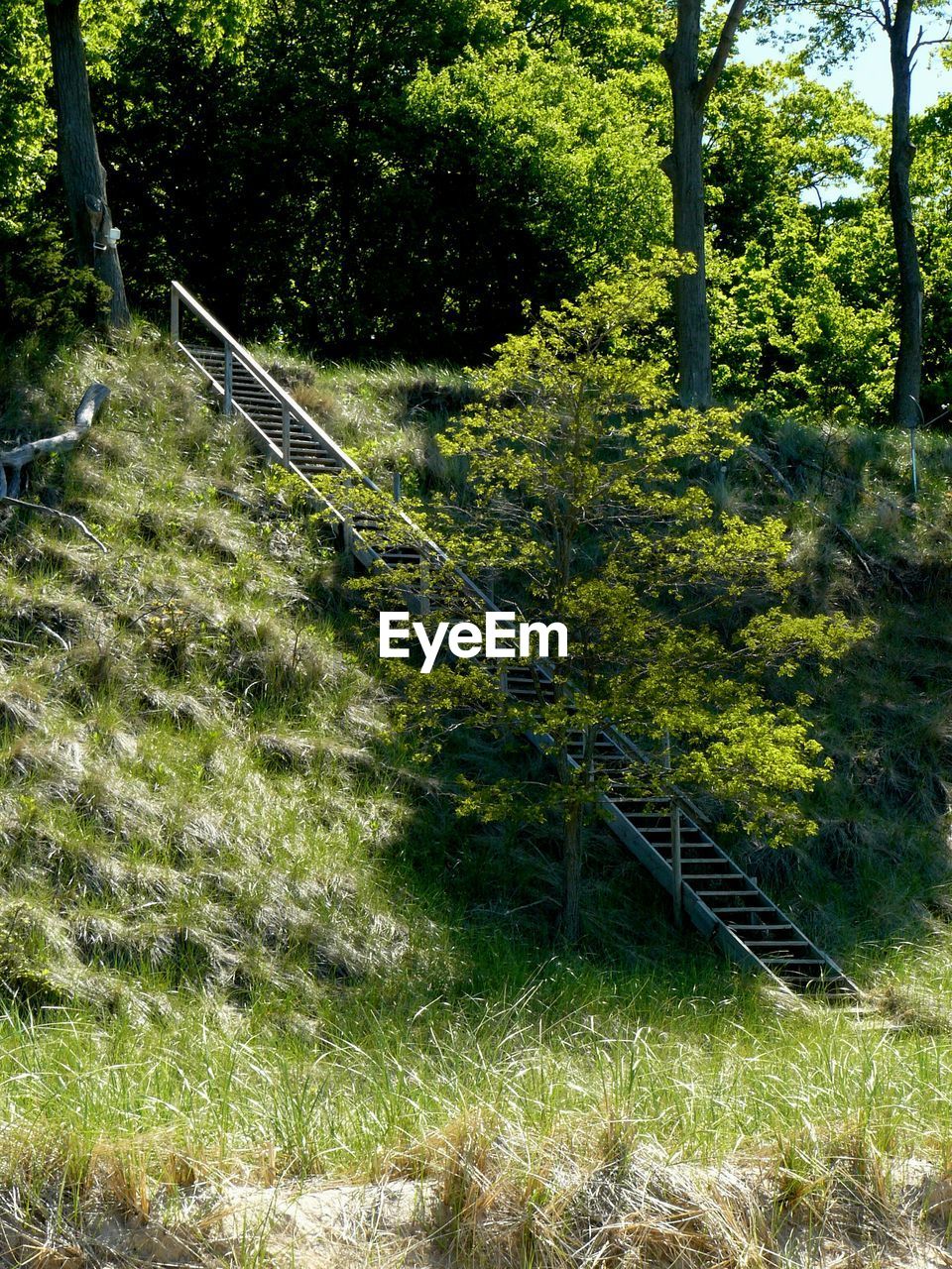 Steps and trees in park