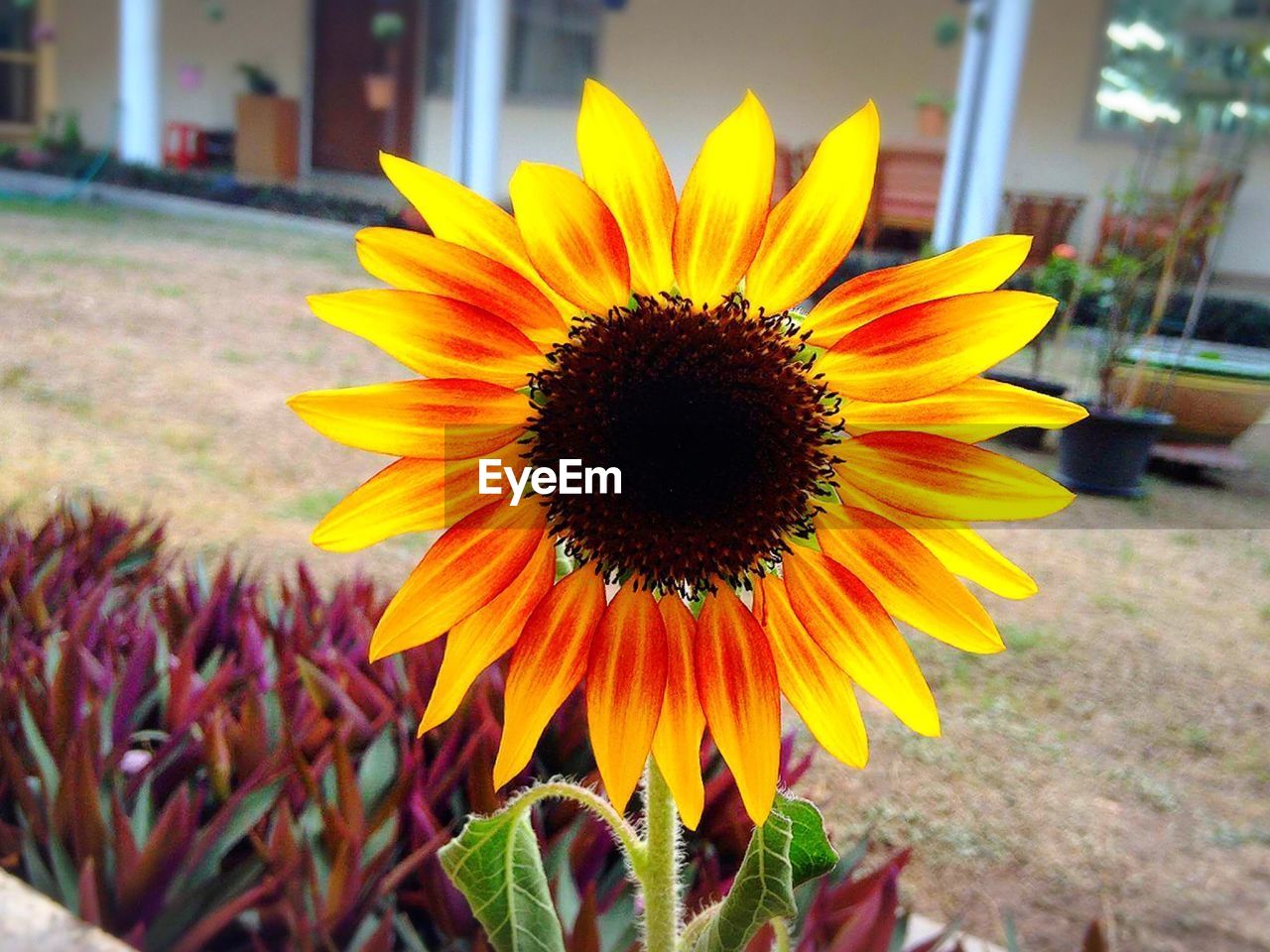 Close-up of yellow sunflower blooming outdoors