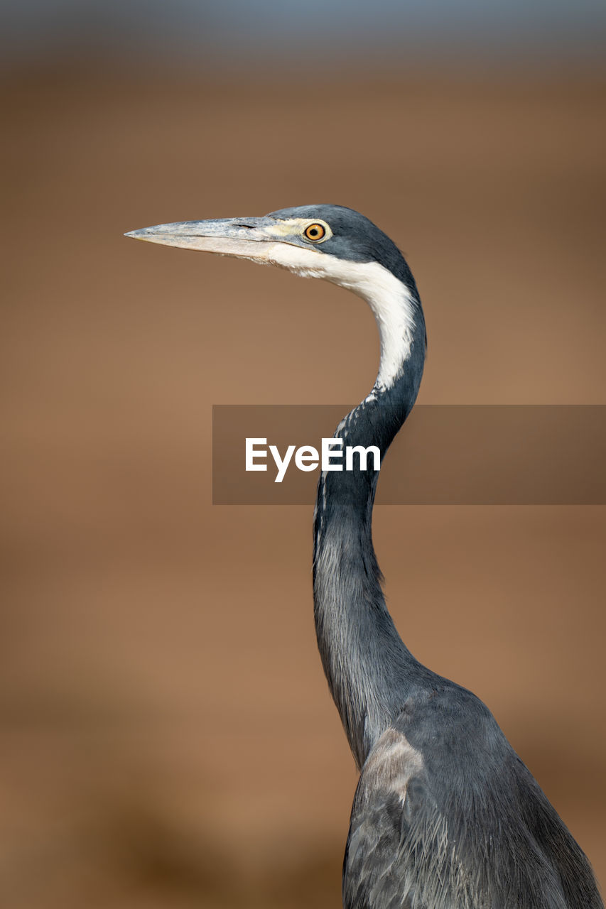 Close-up of grey heron looking over shoulder