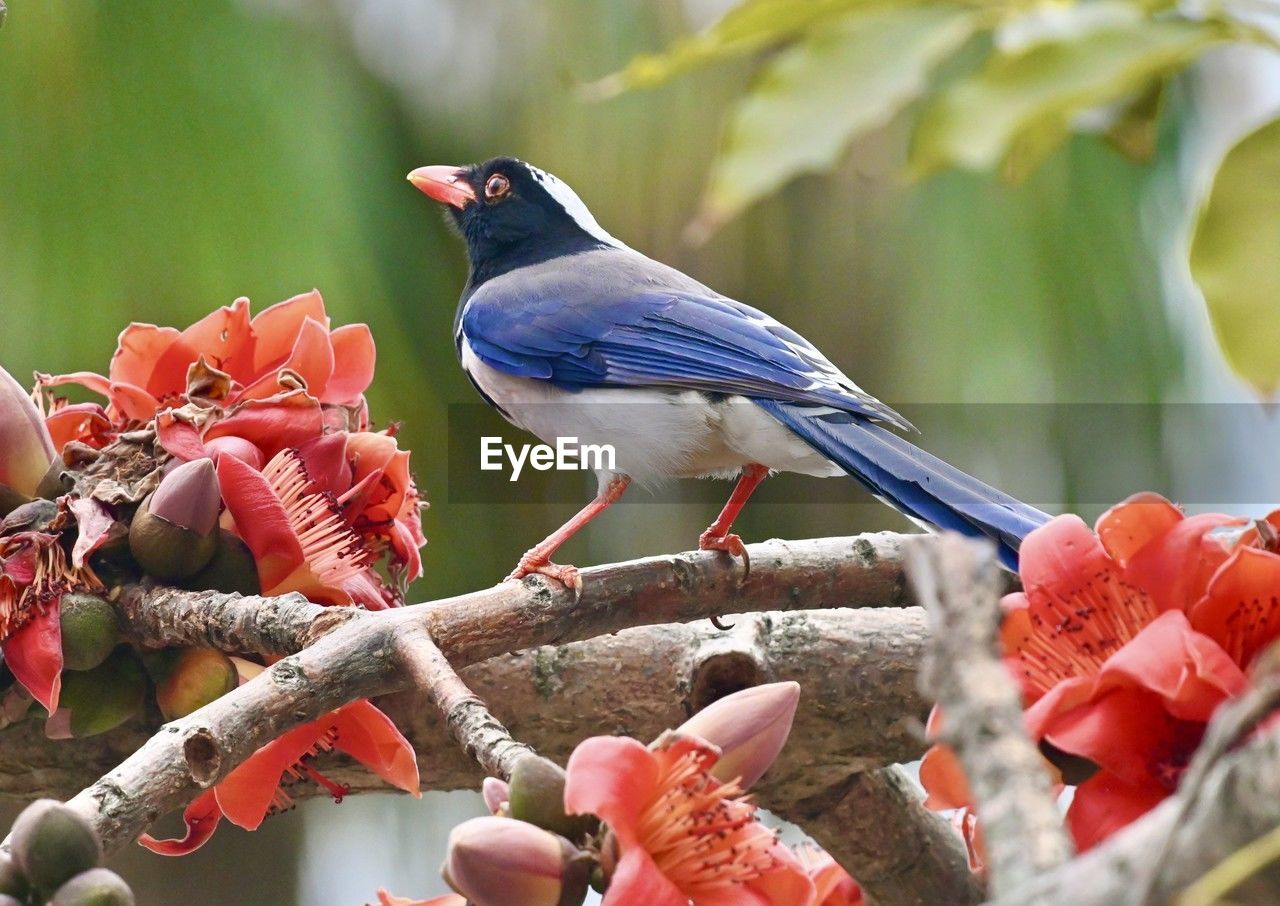 bird, animal, animal themes, animal wildlife, wildlife, beak, perching, branch, flower, nature, plant, tree, one animal, food, beauty in nature, no people, outdoors, full length, food and drink, eating, multi colored, red, fruit, close-up, day