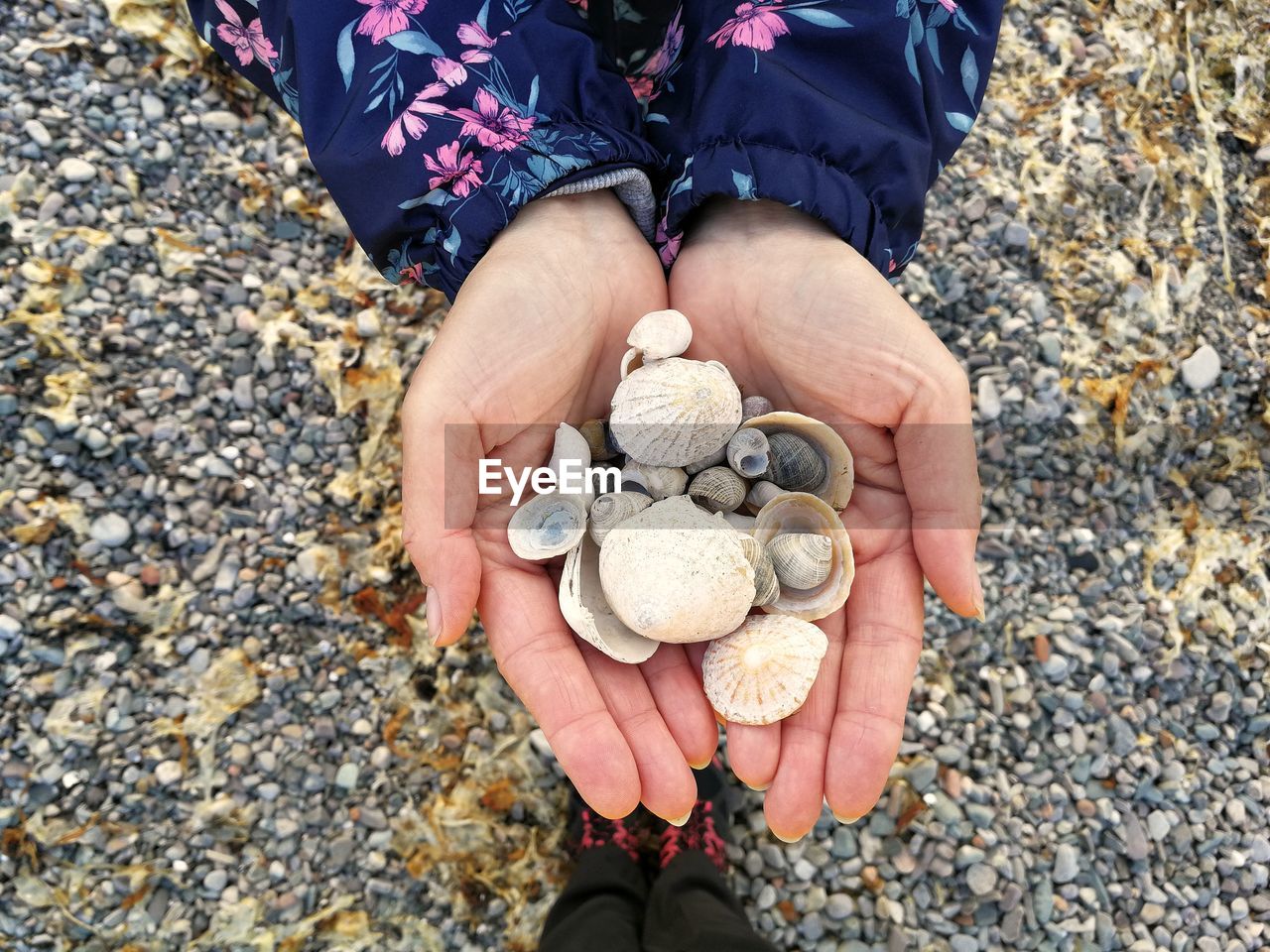 Cropped hands of woman holding seashells by person standing on pebble stones