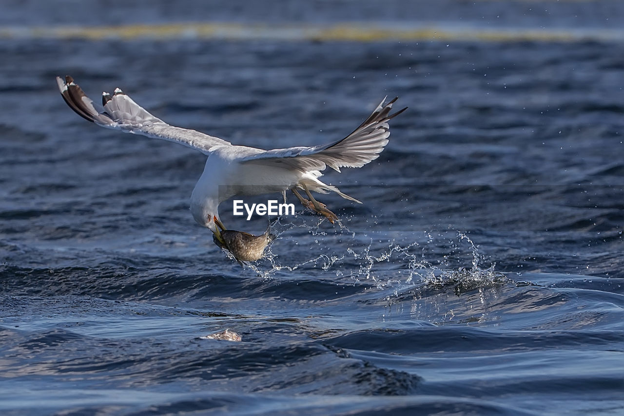 Close-up of seagull foraging in sea