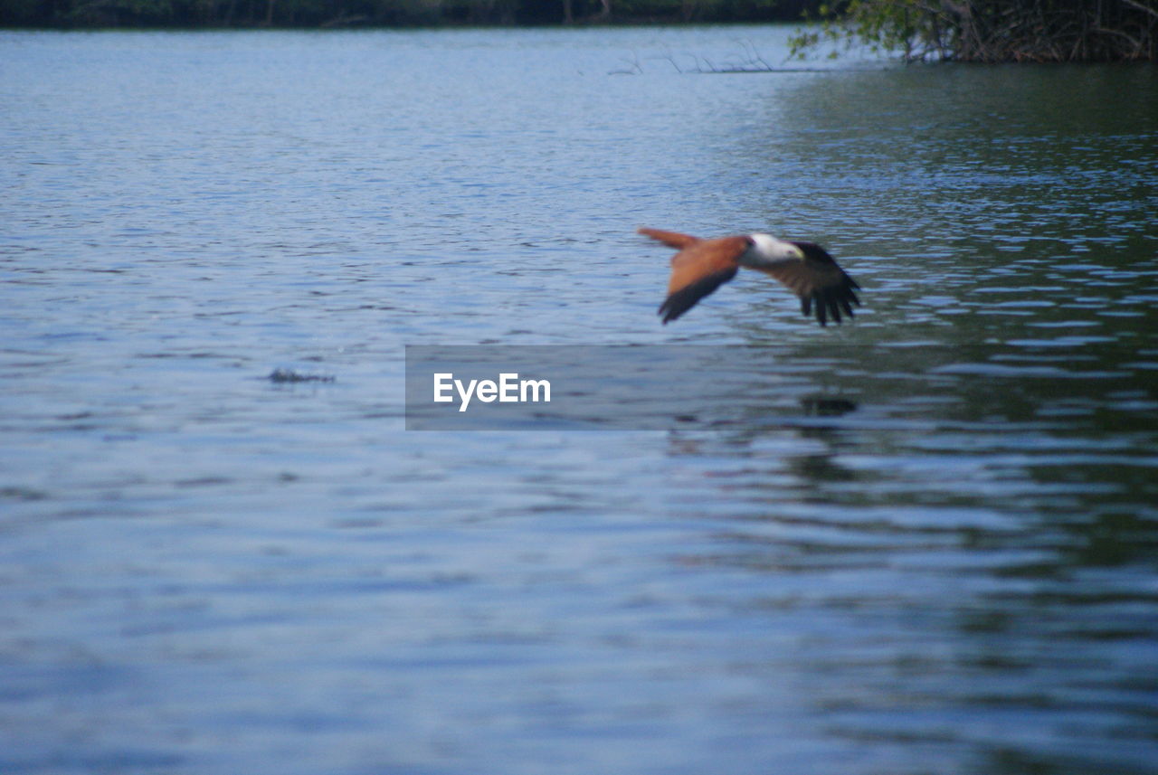 VIEW OF BIRDS IN LAKE