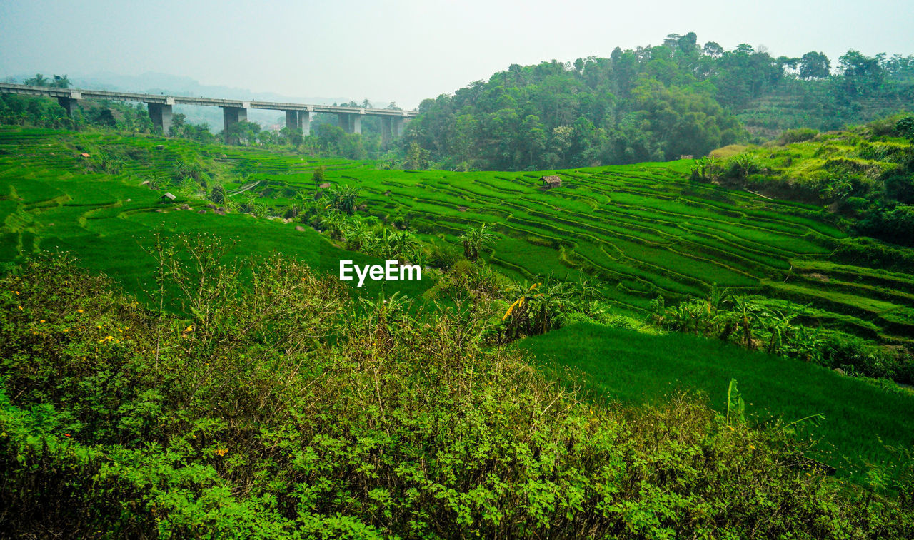 SCENIC VIEW OF FARM AGAINST SKY