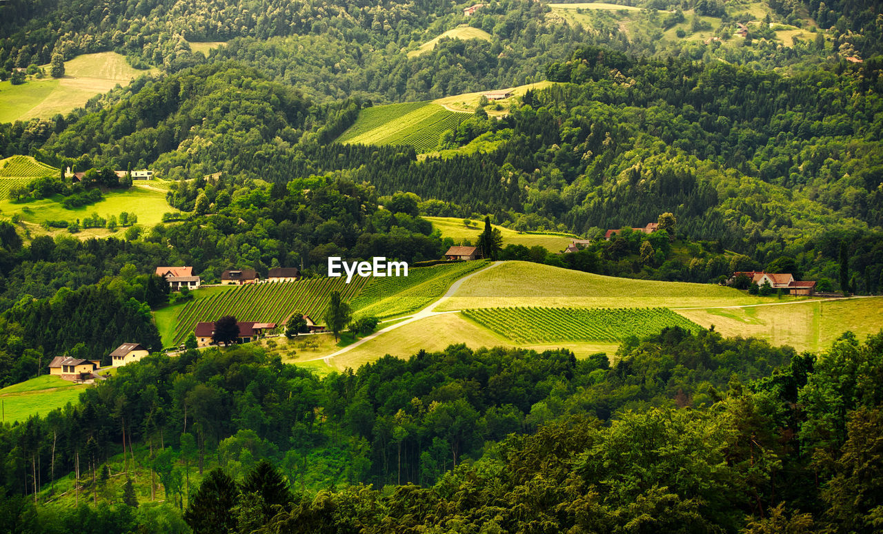 SCENIC VIEW OF GREEN FIELD