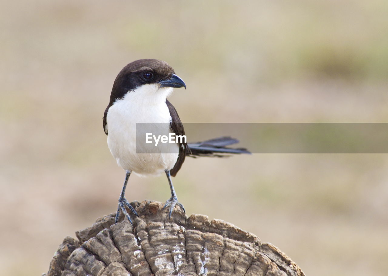 Close-up of southern fiscal on wood