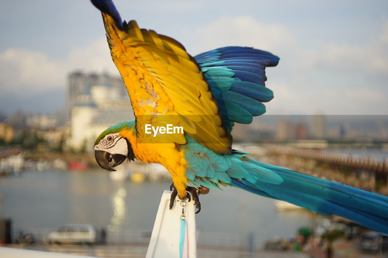 Macaw perching on railing against sky