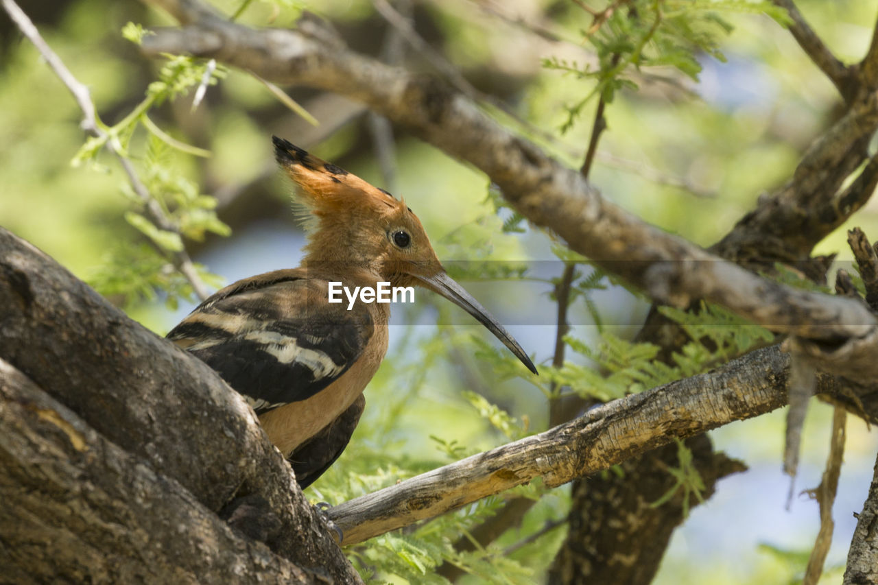 African hoopoe in the erongo region of namibia