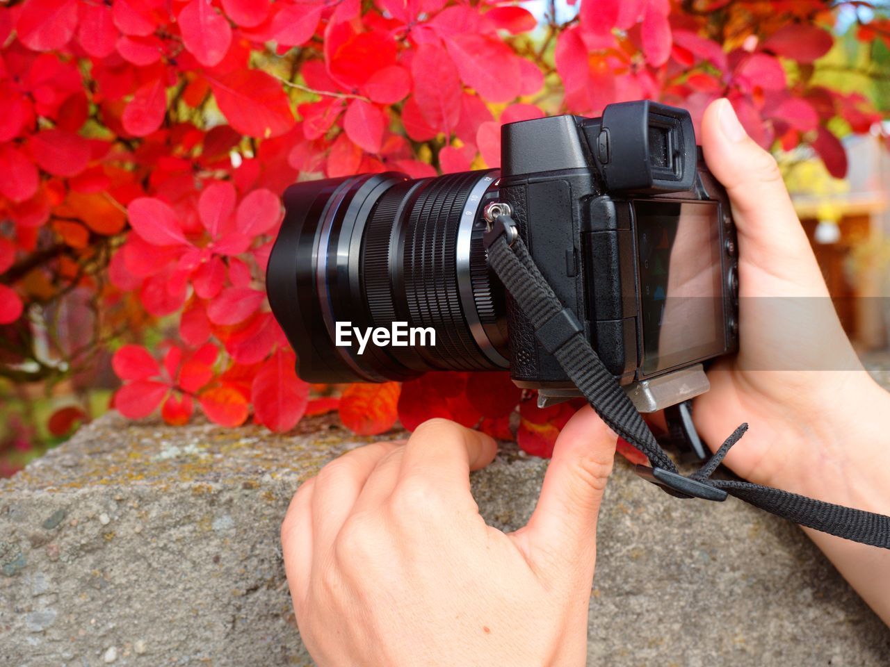 CROPPED IMAGE OF HAND HOLDING CAMERA WITH RED AND PINK FLOWER