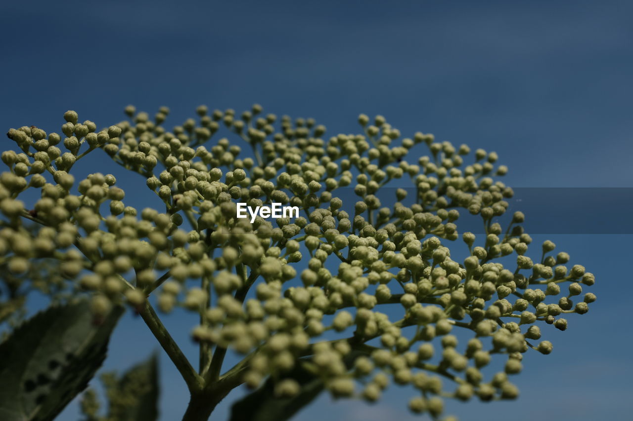 CLOSE-UP VIEW OF FLOWERS AGAINST CLEAR SKY