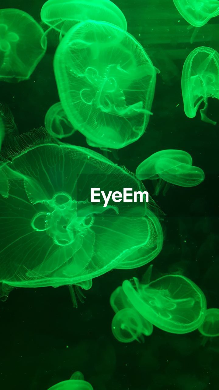 CLOSE-UP OF JELLYFISH UNDERWATER