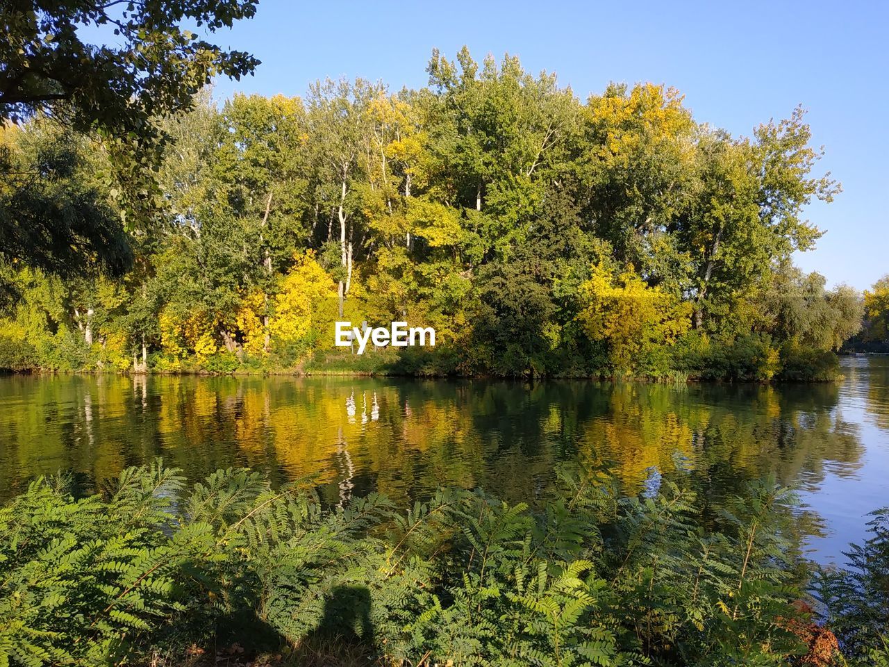 SCENIC VIEW OF LAKE AGAINST TREES