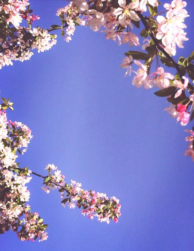 Low angle view of pink cheery blossoms blooming on tree