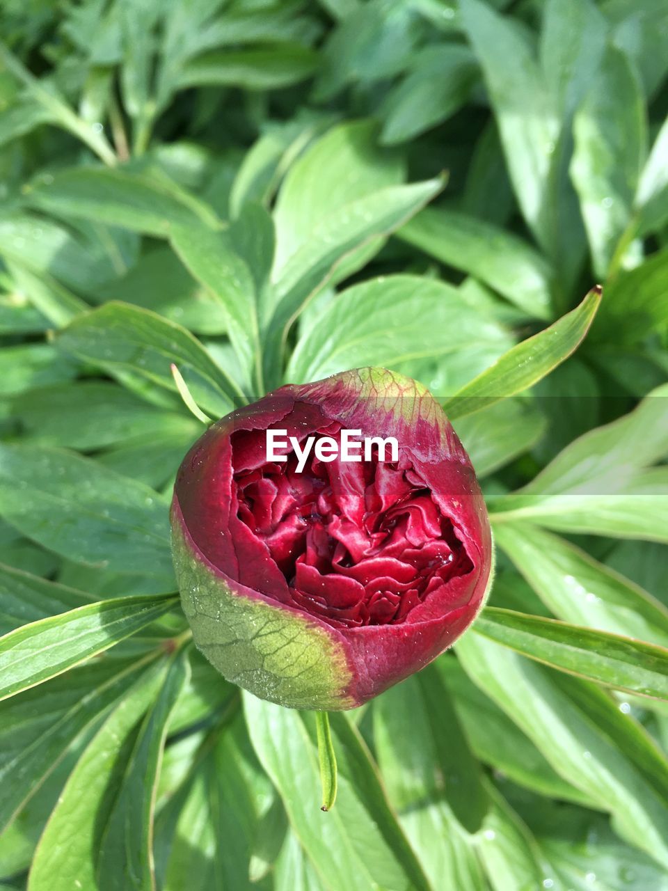 Close-up of red rose flower