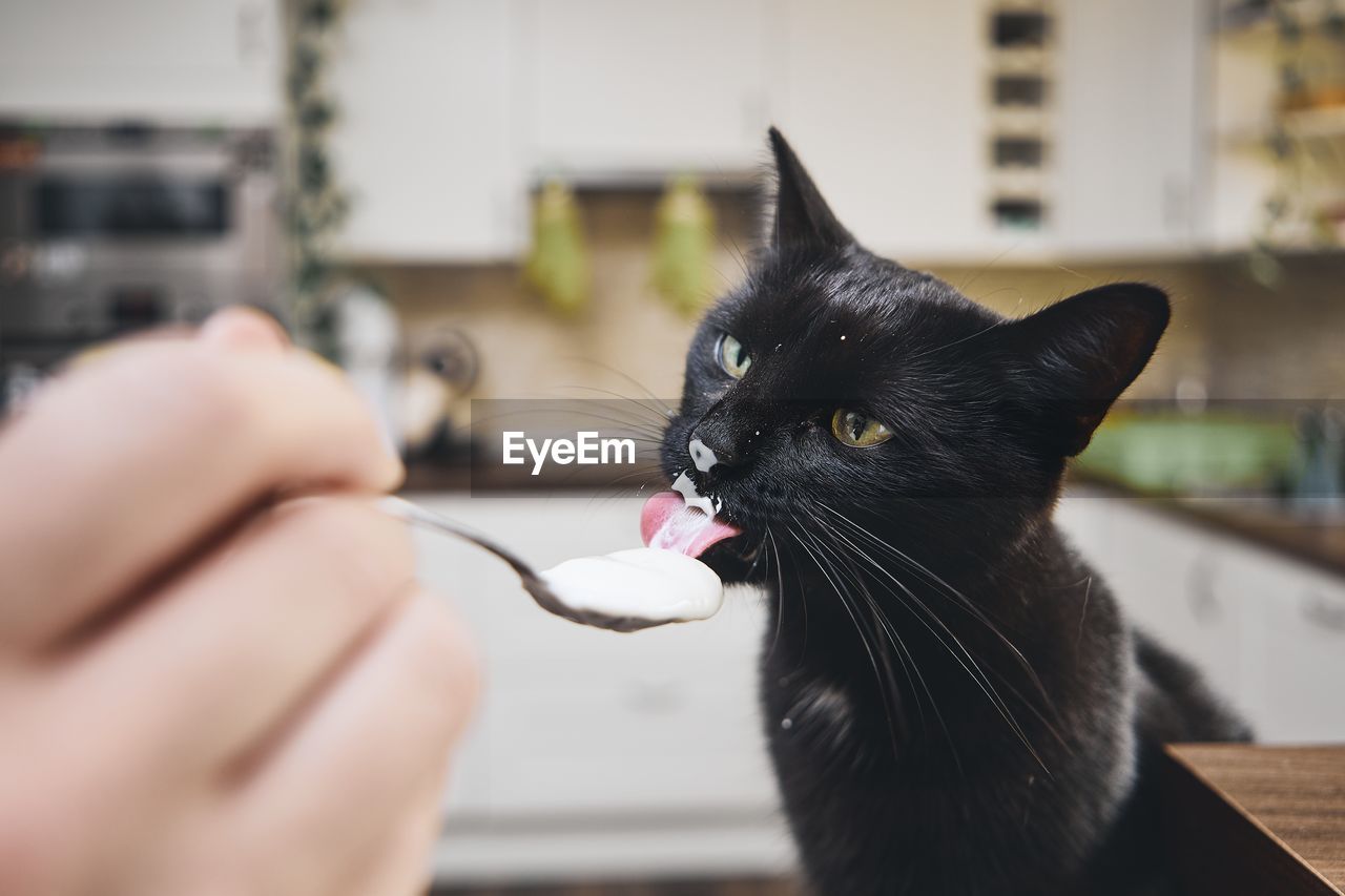 Cropped hand of person feeding food to cat at home