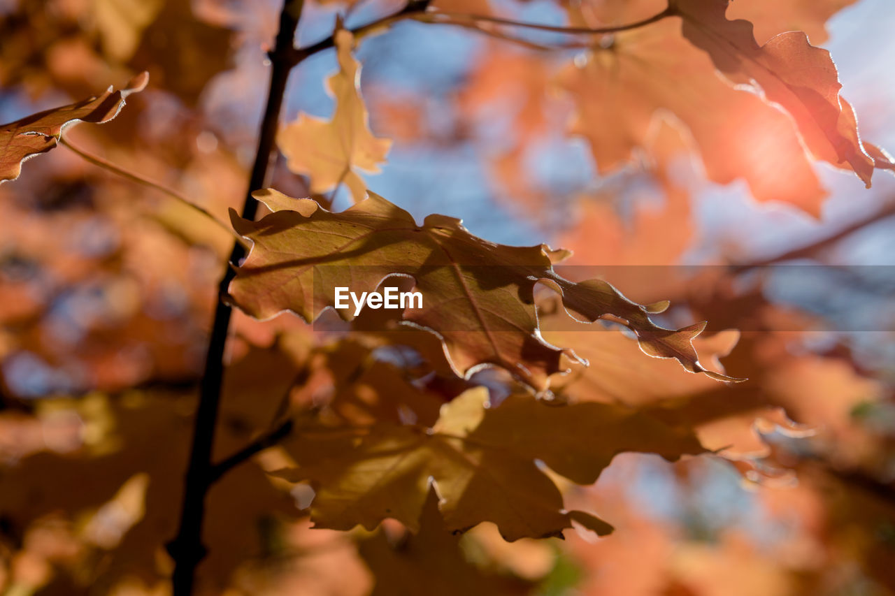 CLOSE-UP OF MAPLE LEAVES